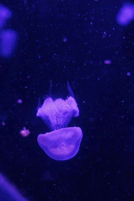 Bioluminescent Jellyfish