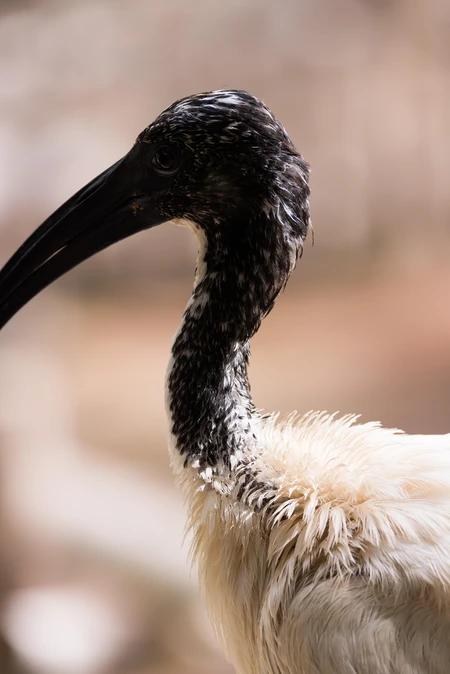 Graceful Bird Portrait