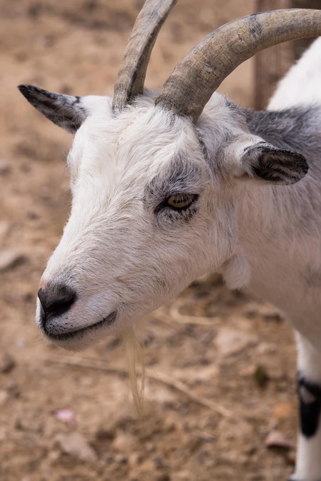 Close-Up of a Goat