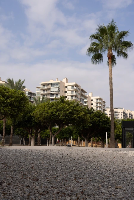 Cityscapes and Palm Trees
