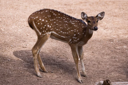 Spotted Deer in Natural Habitat