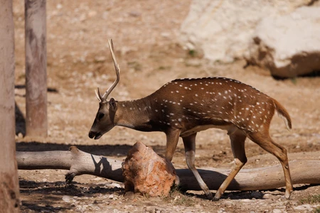 Deer in a Natural Habitat