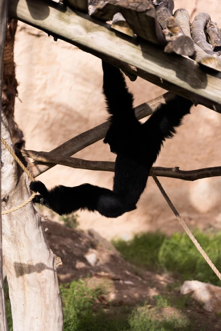 Gibbon in Motion