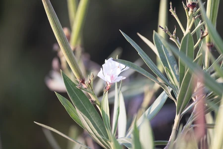 Delicate White Blossom Among Greenery