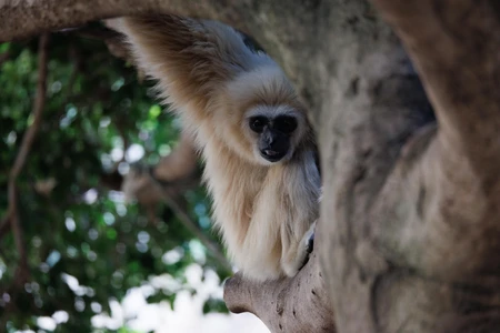 Gibbon in Natural Habitat