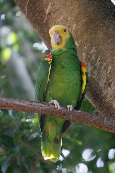 Vibrant Parrot in Nature