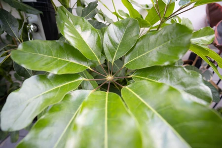 Close-Up of Green Leaves