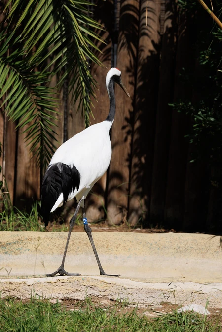 Graceful Crane Stroll