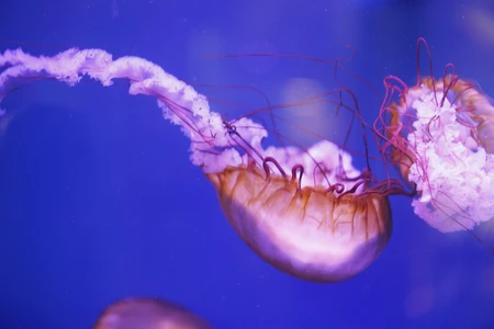 Graceful Jellyfish