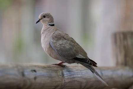 Perched Dove