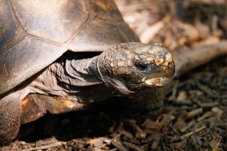 Close-Up of a Tortoise