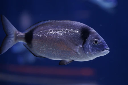Underwater Fish