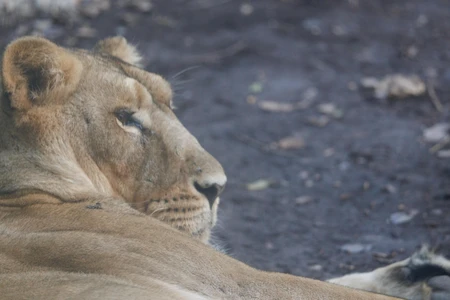 Relaxing Lioness