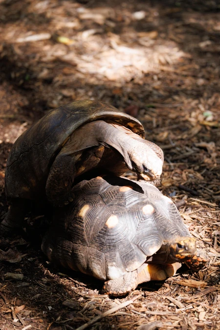 Tortoises in Nature