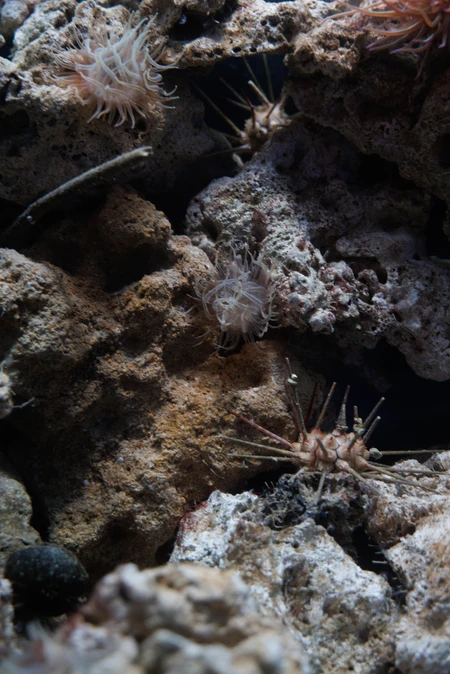 Underwater Coral and Sea Life