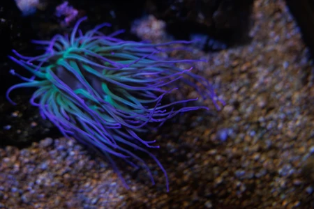 Vibrant Sea Anemone