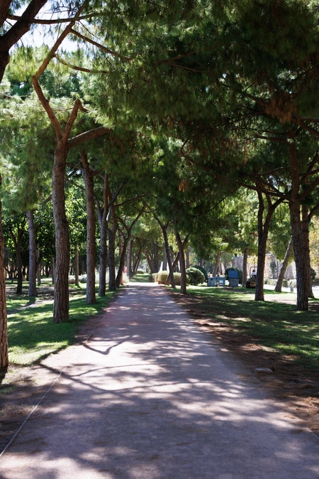 Peaceful Tree-Lined Pathway