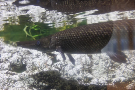 Underwater Fish View