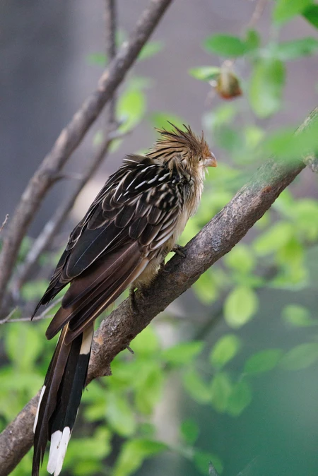 Bird on a Branch