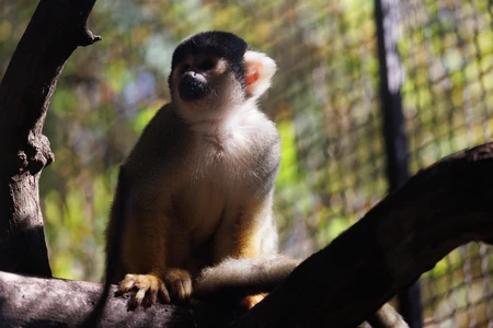 Monkey on a Tree