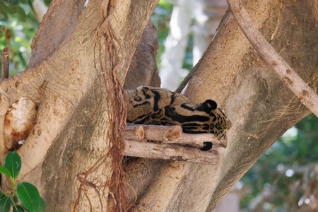 Leopard Resting on Tree