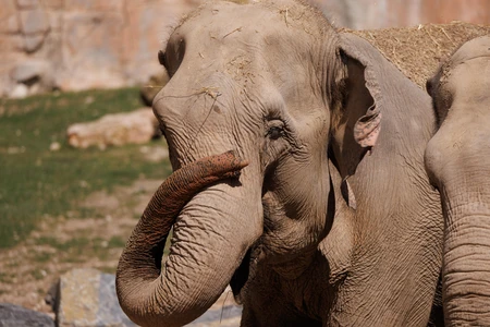 Elephant in Natural Habitat