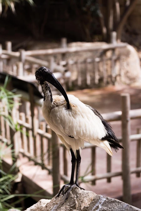Ibis by the Pond