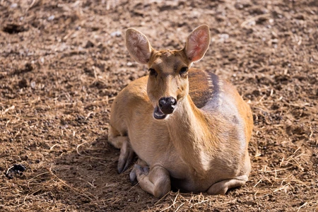 Resting Deer