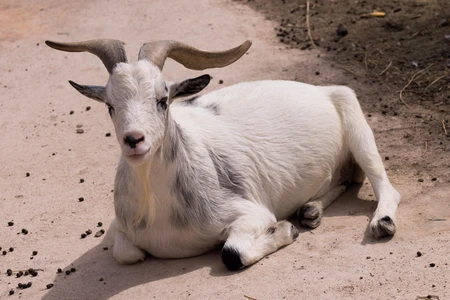 Resting Goat