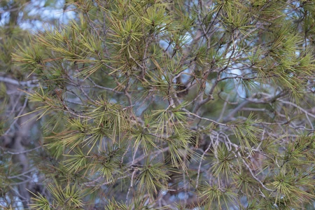 Pine Tree Close-Up