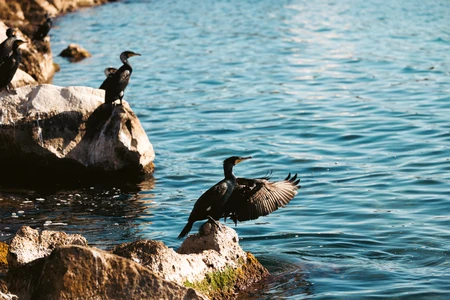 Birds by the Water