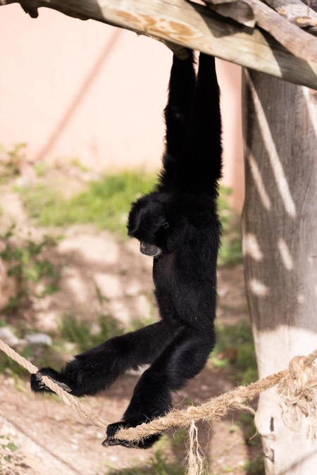 Swinging Primate