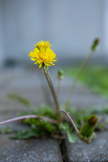 Lone Dandelion Bloom