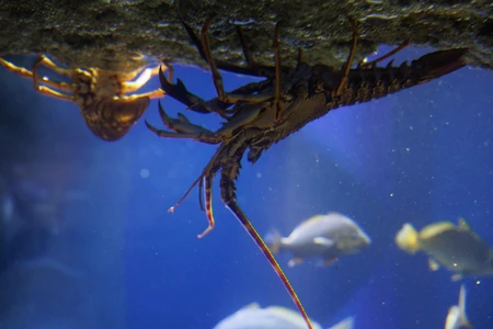 Underwater Lobsters