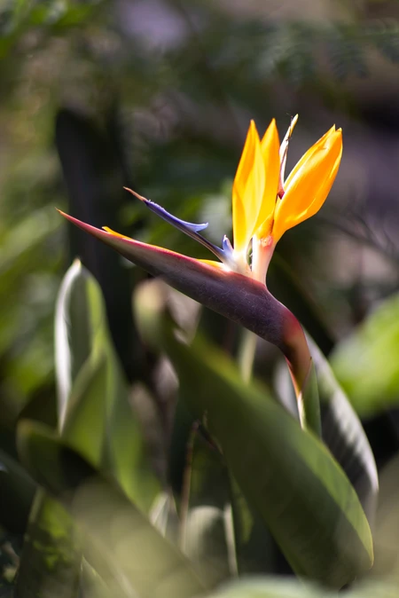 Vibrant Bird of Paradise Flower