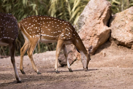 Grazing Spotted Deer