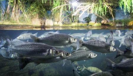 Underwater Scene with Fish