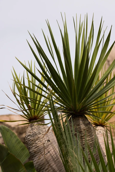 Spiky Desert Flora