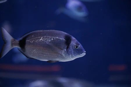 Serene Underwater Scene