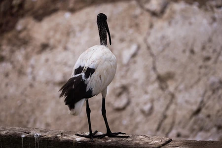 Lonely Ibis