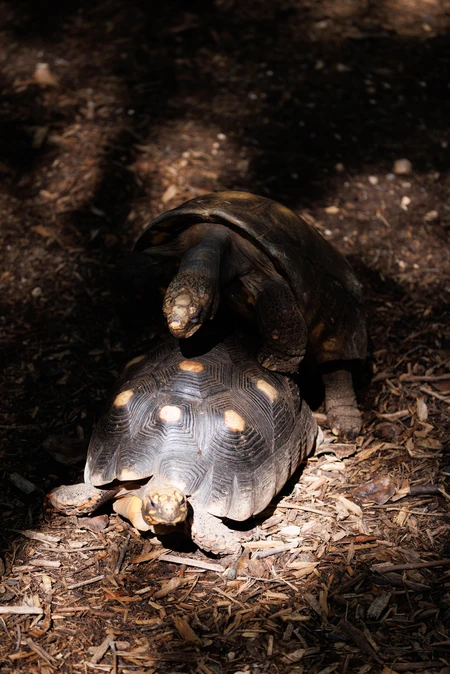 Tortoises in Natural Habitat