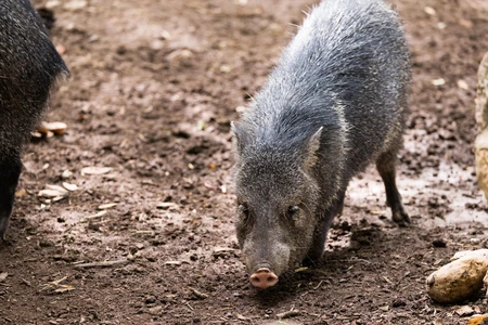 Wild Boar in Natural Habitat