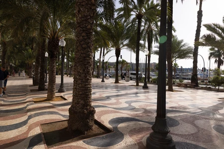 Palm Tree Promenade by the Sea