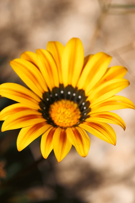 Vibrant Yellow Flower