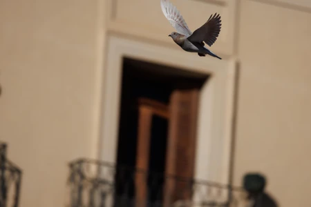 Flying Bird in Urban Setting