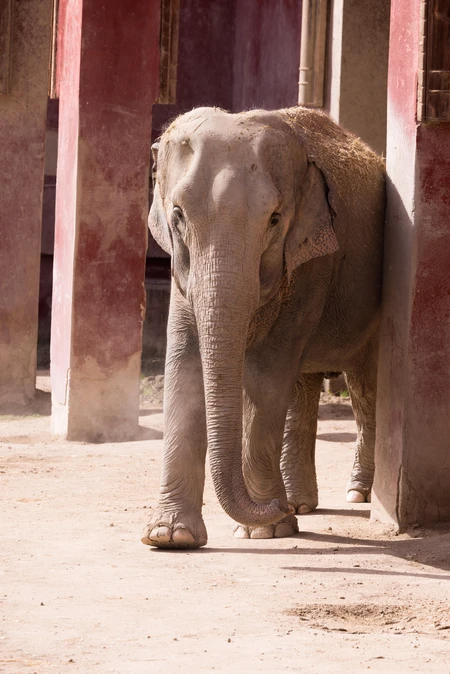 Elephant in Enclosure