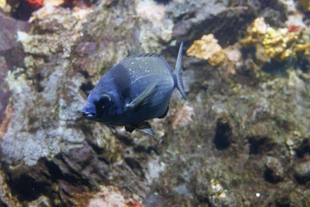Underwater Fish Scene