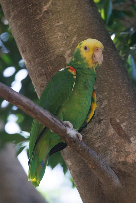 Parrot in Natural Habitat