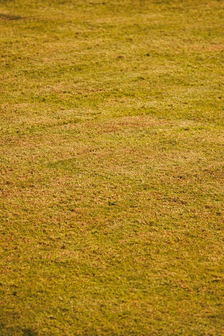 Sunlit Grass Texture
