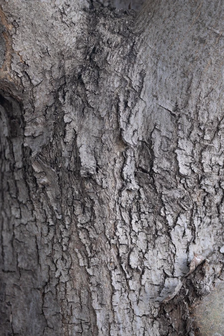 Close-up of Tree Bark